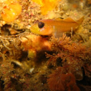 Blackeye Goby at Cueva Valdez, Santa Cruz Island