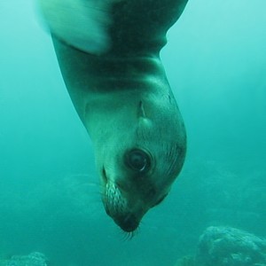 Baby Sea Lion at Underwater Arch, Anacapa