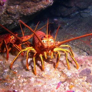 Lobster's Front Porch