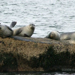 Seals