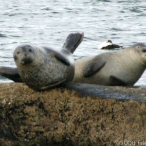 Seals