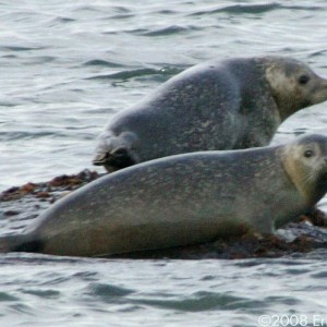 Seals