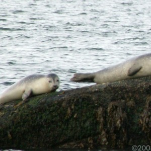 Seals