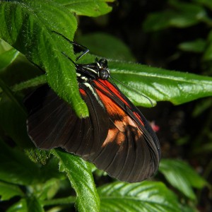 Butterfly Pavilion, Louisville Colorado