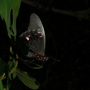 Butterfly Pavilion, Louisville Colorado