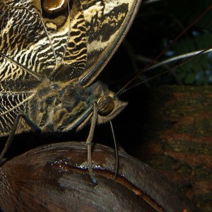 Butterfly Pavilion, Louisville Colorado