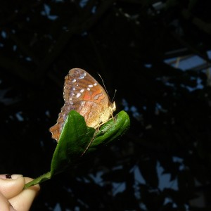 Butterfly Pavilion, Louisville Colorado