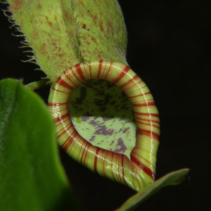 Butterfly pavilion, Colorado