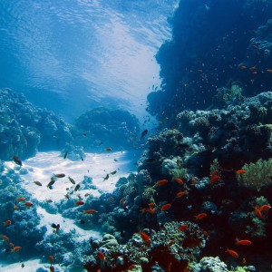 Jackson Reef Red Sea