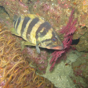 Treefish at Coral Reef, Anacapa