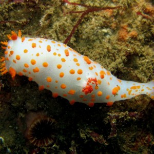 Clown_Nudibranch_Triopha_catalinae_