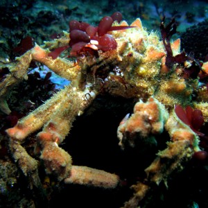 Decorator_Crab_2_