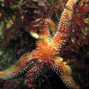 Rainbow_Star_Orthasterias_koehleri_