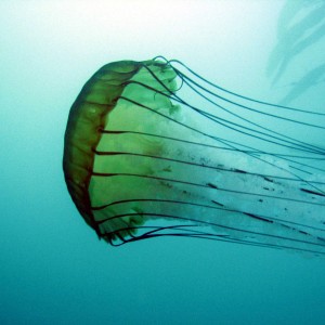 Sea_Nettle_3_