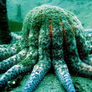 Sun_Star_munching_on_a_Tube_anemone