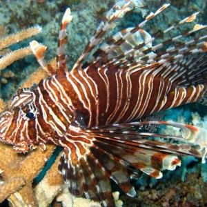 Black Lionfish