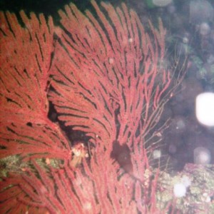 California Golden (Gorgonian Muricea californica)