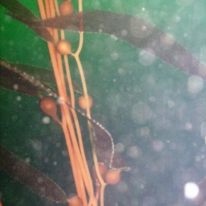 Elk Kelp (Pelagophycus porra)