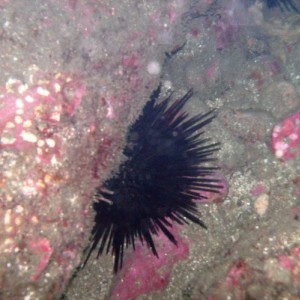 crowned sea urchin (Centrostephanus coronatus)