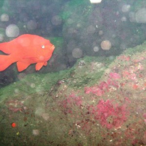 Garibaldi (Hypsypops rubicundus)