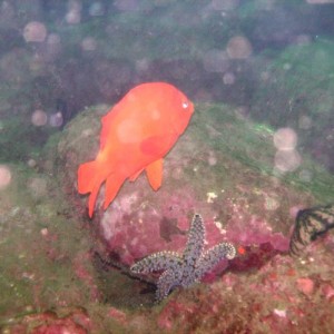 Garibaldi (Hypsypops rubicundus) and spined star (Pisaster giganteus)