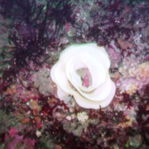 Nudibranch Eggs