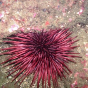 red sea urchin (Strongylocentrotus franciscanus)