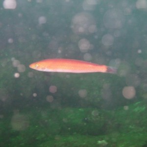 Senorita fish (Oxyjulis californica)