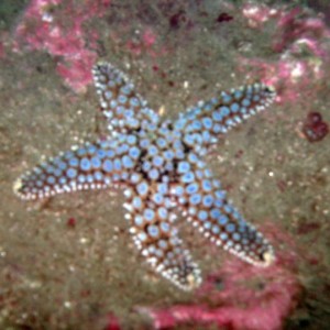 spined star (Pisaster giganteus)