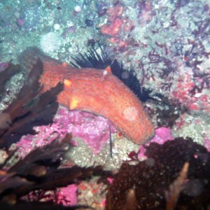 Warty Sea Cucumber (Parastichopus parvim)