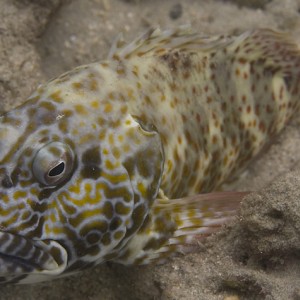 Hawkfish