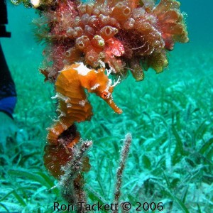 seahorse in Bahamas
