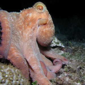 Octopus from Night dive, Bahamas