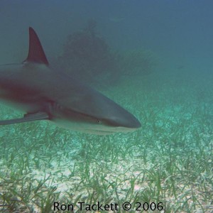 shark, Cay Sal Bank, Bahamas