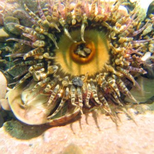 Anemone with new macro lens