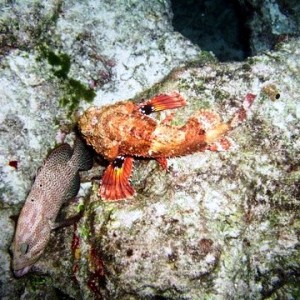 Scorpion Fish in Cozumel