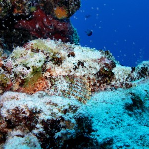 Stonefish