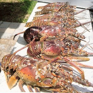 Monster Lobsters