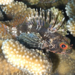 Hawaiian Turkey Fish