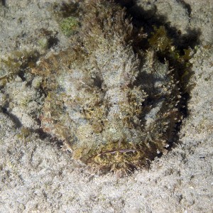 Stonefish