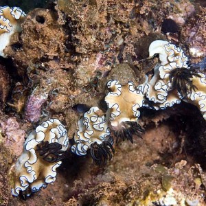 Glossodoris atromarginata group
