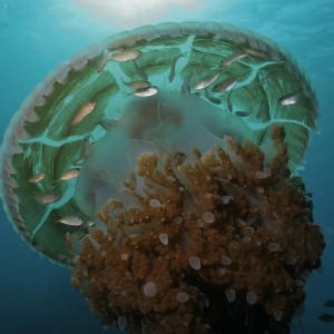 Jellyfish Thailand