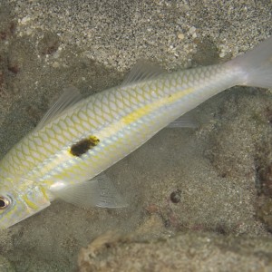 Mulloidichthys flavolineatus (Lacepede 1801), the Yellowstripe Goatfish