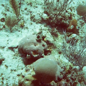 Paradise Reef, Nassau