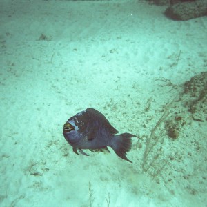 Midnight Parrotfish