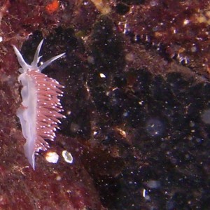 Nudi25