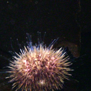 Whiteurchin1