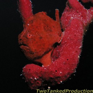 Red_Frog_Fish_Belize_2003