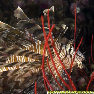 Red Kion Sish in Beqa Lagoon Fiji