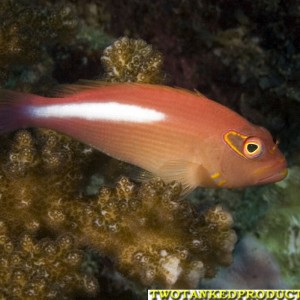 Arch Eye Hawk Fish in Beqa Lagoon